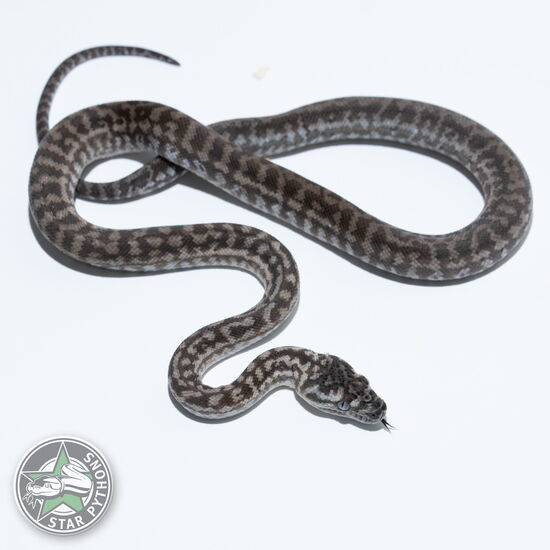 This beautiful male Caramel Axanthic Zebra carpet python with id 26-472 is for sale.