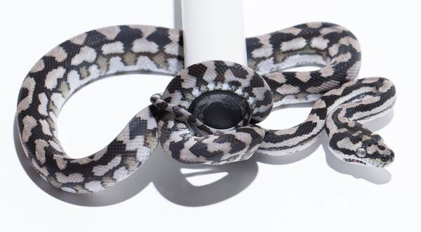 Axanthic Carpet Python