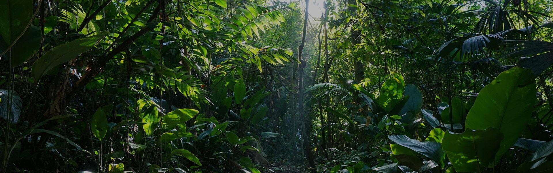 Your Carpet Python Specialist