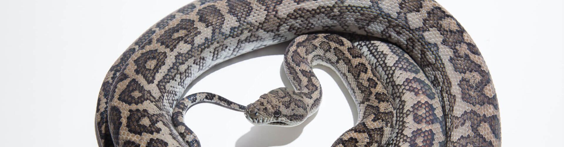 Morelia spilota mcdowelli - Coastal Carpet Python
