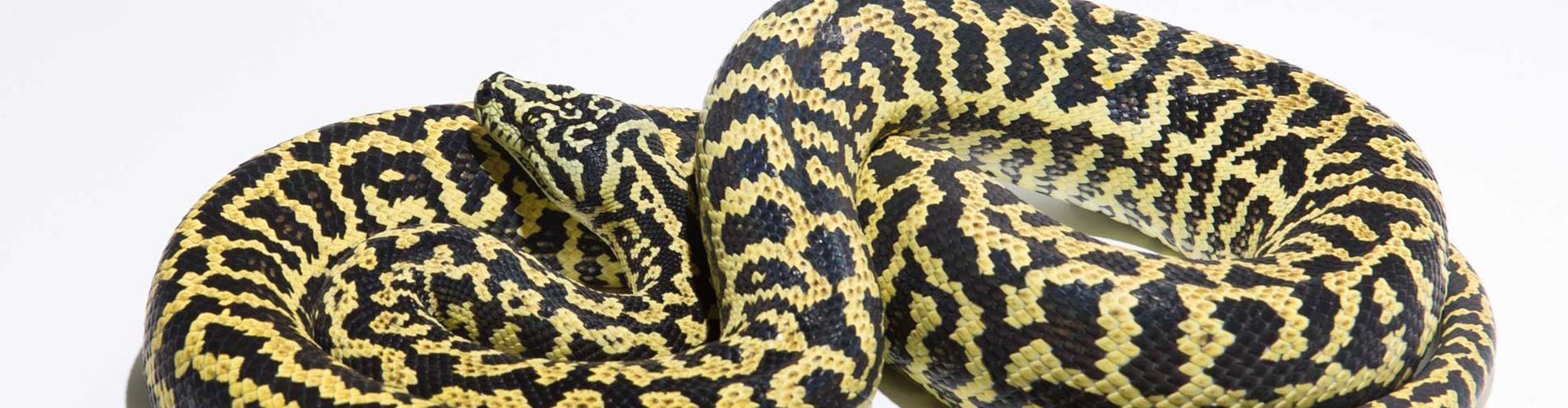 Zebra Carpet Python