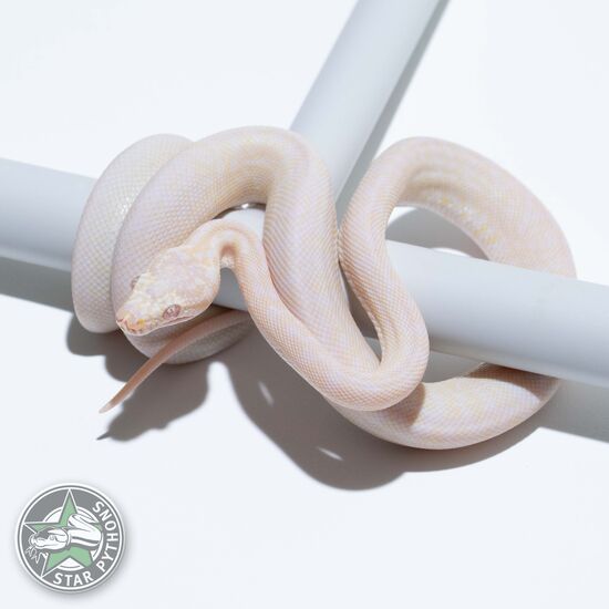 Snow Granite female