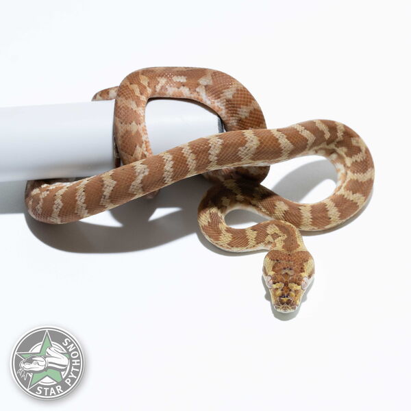 이 아름다운 (Hypo (female)) 카펫비단뱀(ID: 24-096)이 판매 중입니다.
