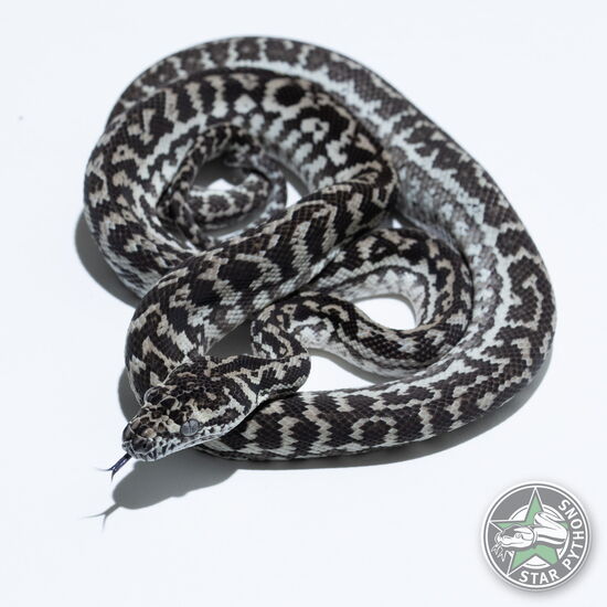 This beautiful female Ghost Zebra carpet python with id 24-442 is for sale.