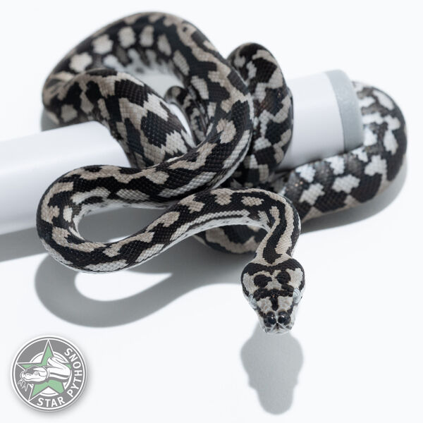 Axanthic female