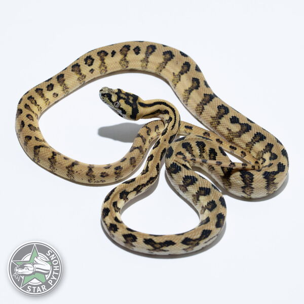 이 아름다운 (Jaguar dblhet Albino Granite (female)) 카펫비단뱀(ID: 25-092)이 판매 중입니다.