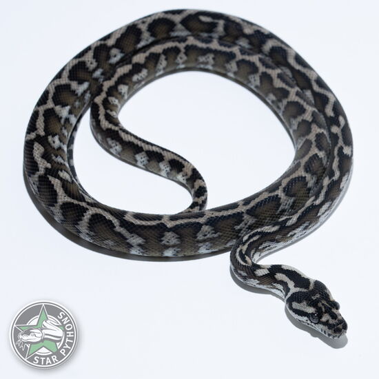 이 아름다운 (Axanthic het Granite (Female)) 카펫비단뱀(ID: 25-278)이 판매 중입니다.