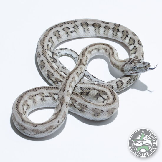 이 아름다운 (Ghost Jaguar (male)) 카펫비단뱀(ID: 25-315)이 판매 중입니다.