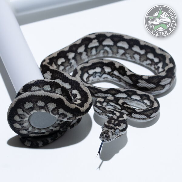 This beautiful male Axanthic Tiger (pure Coastal) carpet python with id 25-332 is for sale.