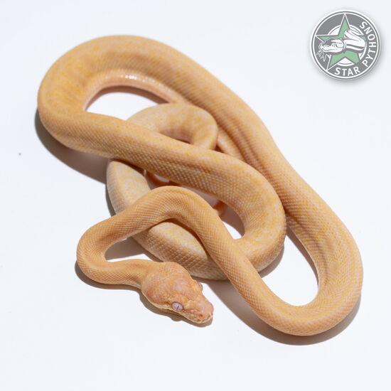 This beautiful female Albino (pure Darwin) carpet python with id 25-432 is for sale.