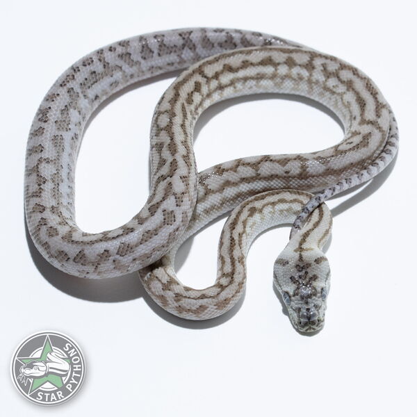 Dieses schöne Caramel Axanthic Zebra Jaguar Teppichpython (weiblich) mit der ID 25-451 ist zu verkaufen.