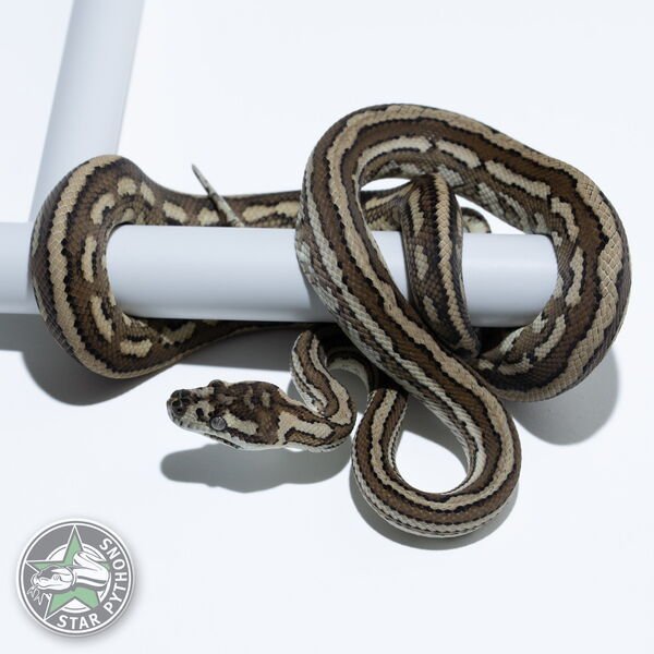 Dieses schöne Caramel Tiger het Axanthic (pure Coastal) Teppichpython (männlich) mit der ID 25-560 ist zu verkaufen.