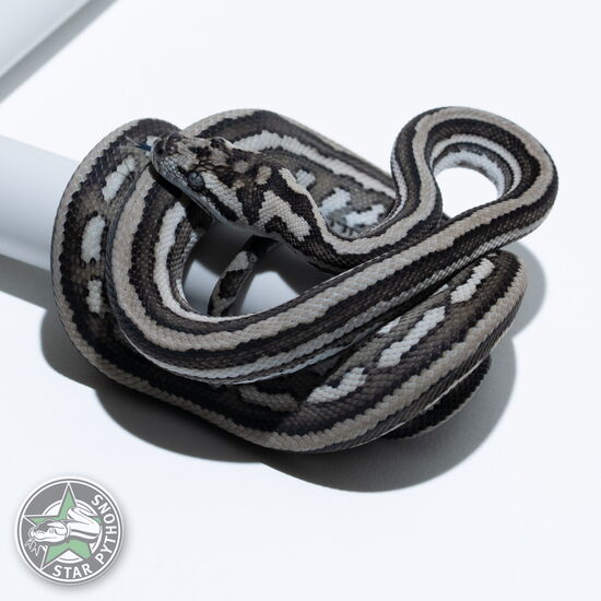 Dieses schöne Axanthic Tiger (pure Coastal) Teppichpython (männlich) mit der ID 25-563 ist zu verkaufen.