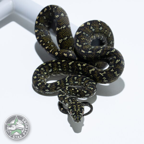 This beautiful male Diamond carpet python with id 25-794 is for sale.