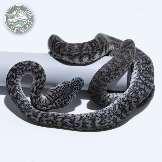 This beautiful female Axanthic Granite (pure IJ) carpet python with id 26-018 is for sale.