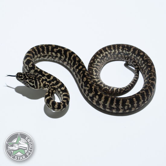 This beautiful female Zebra (100% German Bloodline) carpet python with id 26-166 is for sale.