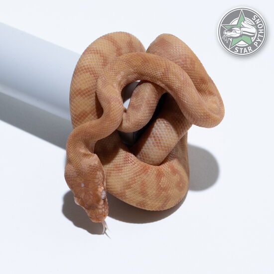 This beautiful male Albino (pure Darwin) carpet python with id 26-231 is for sale.
