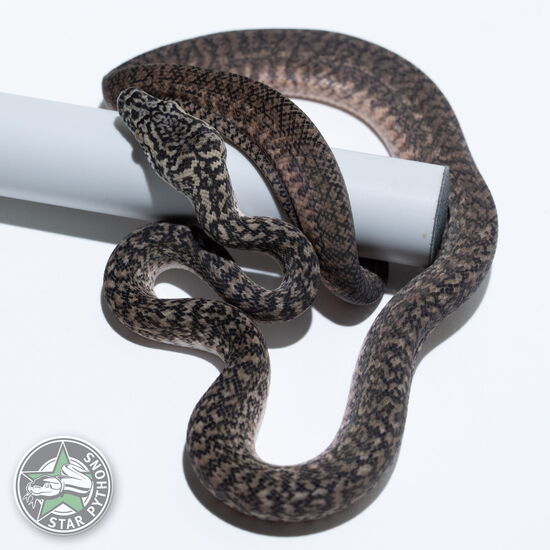 Dieses schöne Granite Teppichpython (männlich) mit der ID 26-327 ist zu verkaufen.