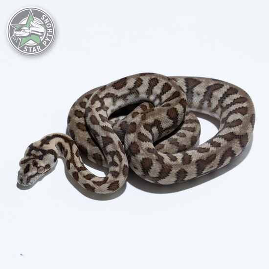 This beautiful male Jaguar dblhet Snow carpet python with id 26-403 is for sale.