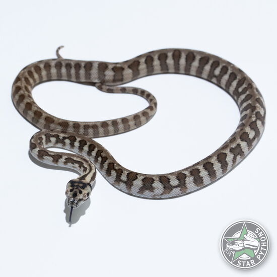 This beautiful female Jaguar dblhet Snow carpet python with id 26-410 is for sale.