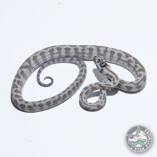 이 아름다운 (Caramel Axanthic Jaguar (male)) 카펫비단뱀(ID: 26-426)이 판매 중입니다.