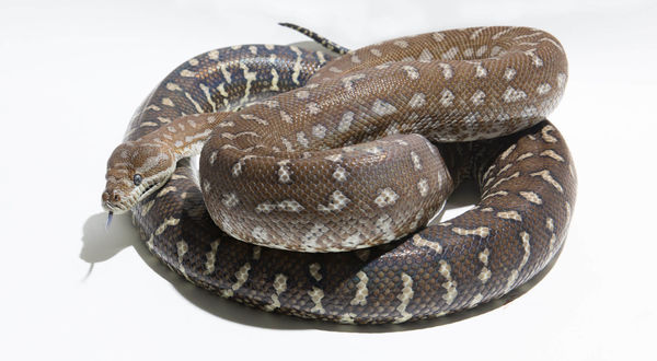 Morelia bredli - Centralian Carpet Python