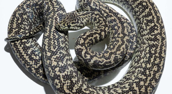 Caramel Zebra Teppichpython (Morelia spilota) – Kombination aus Caramel und Zebra mit kräftiger Bänderung und reduziertem Melanin