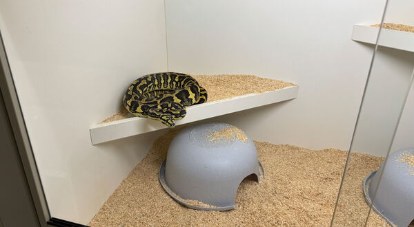 Carpet python enclosure interior with hides and substrate – StarPythons