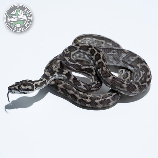 This beautiful male het Granite carpet python with id 23-324 is for sale.