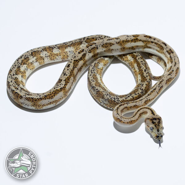 This beautiful male Hypo Jaguar het Axanthic carpet python with id 23-533 is for sale.