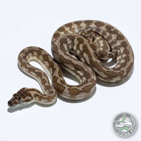 This beautiful female Hypo dblhet Axanthic Granite carpet python with id 24-453 is for sale.