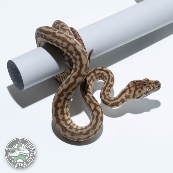 Dieses schöne Hypo Caramel Zebra Jaguar het Axanthic Teppichpython (weiblich) mit der ID 24-918 ist zu verkaufen.