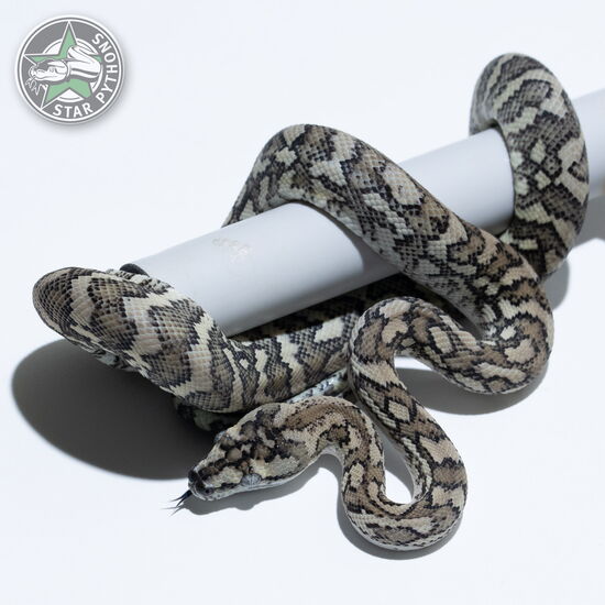 이 아름다운 (Ghost (male)) 카펫비단뱀(ID: 25-147)이 판매 중입니다.