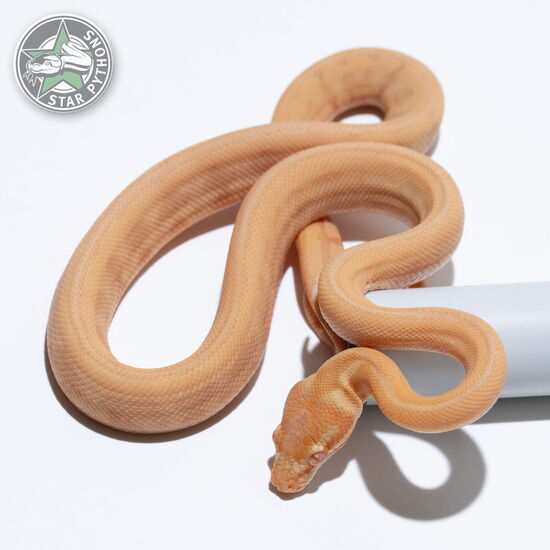 This beautiful female Albino Tiger carpet python with id 25-171 is for sale.