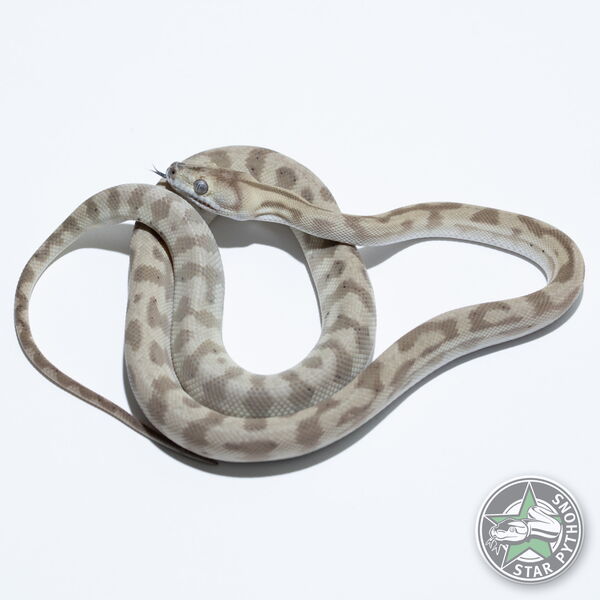 This beautiful male Ghost (Super) Jaguar carpet python with id 25-265 is for sale.