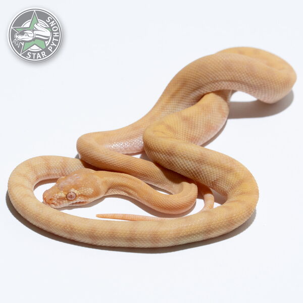 This beautiful male Albino (pure Darwin) carpet python with id 25-305 is for sale.