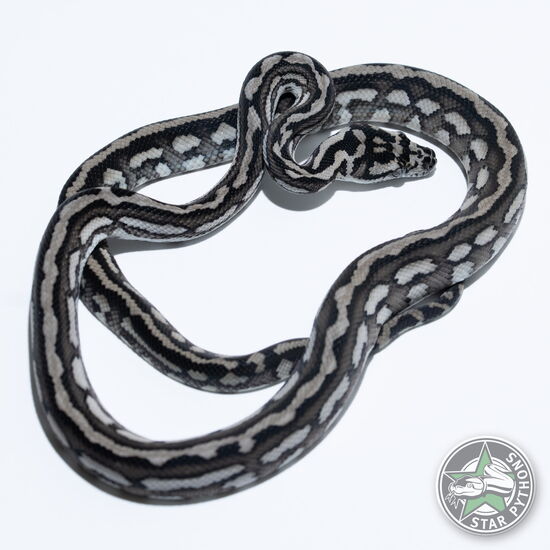 이 아름다운 (Axanthic Tiger (pure Coastal) (female)) 카펫비단뱀(ID: 25-326)이 판매 중입니다.
