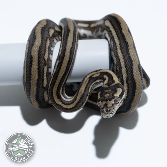 Dieses schöne Tiger (pure Coastal) Teppichpython (weiblich) mit der ID 25-417 ist zu verkaufen.