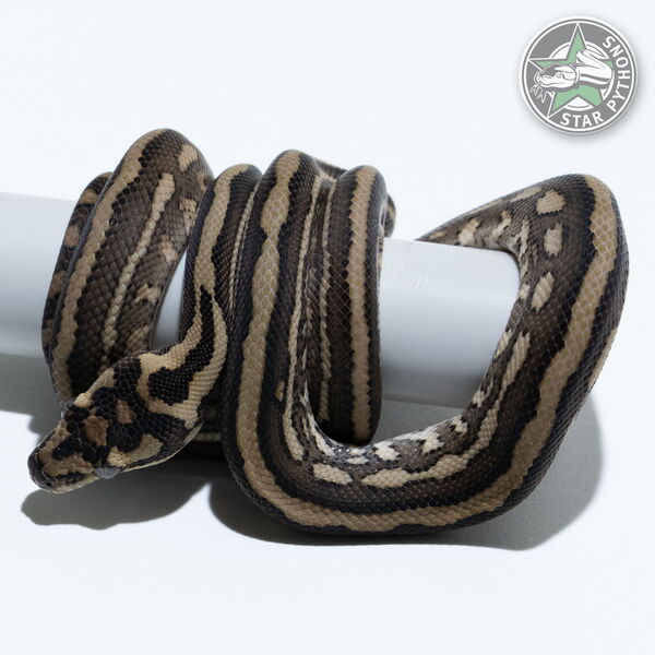 This beautiful female Tiger (pure Coastal) carpet python with id 25-591 is for sale.