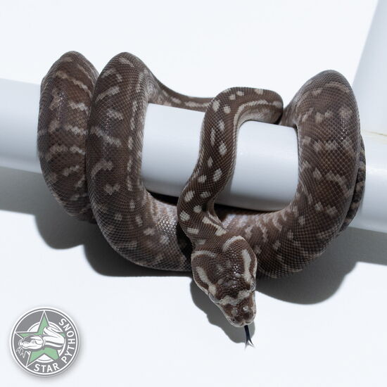 Dieses schöne Bredli Teppichpython (männlich) mit der ID 25-623 ist zu verkaufen.
