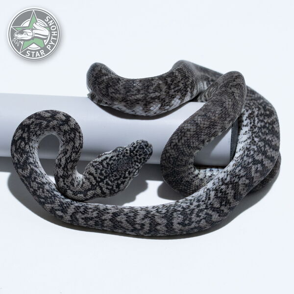 This beautiful female Axanthic Granite (pure IJ) carpet python with id 26-018 is for sale.