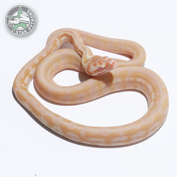 This beautiful female Albino Jaguar carpet python with id 26-125 is for sale.