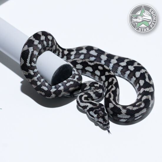 This beautiful male Axanthic carpet python with id 26-194 is for sale.