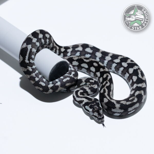 Dieses schöne Axanthic Teppichpython (männlich) mit der ID 26-194 ist zu verkaufen.