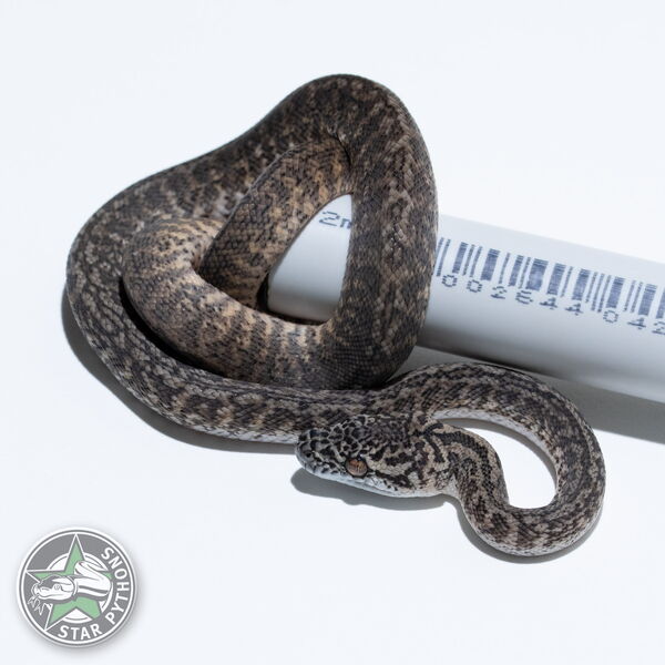 이 아름다운 (Granite het Axanthic (pure IJ) (Female)) 카펫비단뱀(ID: 26-210)이 판매 중입니다.