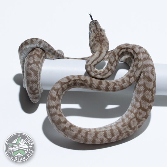 This beautiful female Ghost Zebra Jaguar carpet python with id 26-260 is for sale.