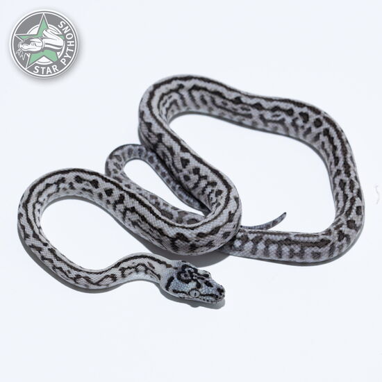 이 아름다운 (Axanthic Zebra Jaguar (male)) 카펫비단뱀(ID: 26-381)이 판매 중입니다.