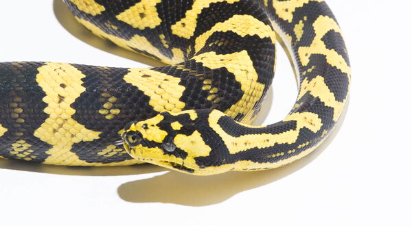 German Bloodline Jungle Carpet Python, high-contrast black and yellow – StarPythons