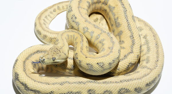 Hypo Zebra Jaguar Teppichpython (Morelia spilota) – dreifach inkomplett dominante Kombination mit reduziertem Kontrast und warmen Ockerfarben