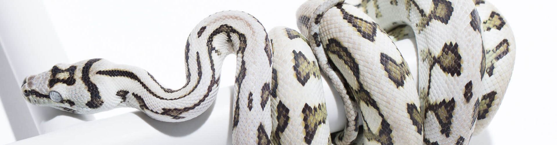 Axanthic Jaguar Carpet Python